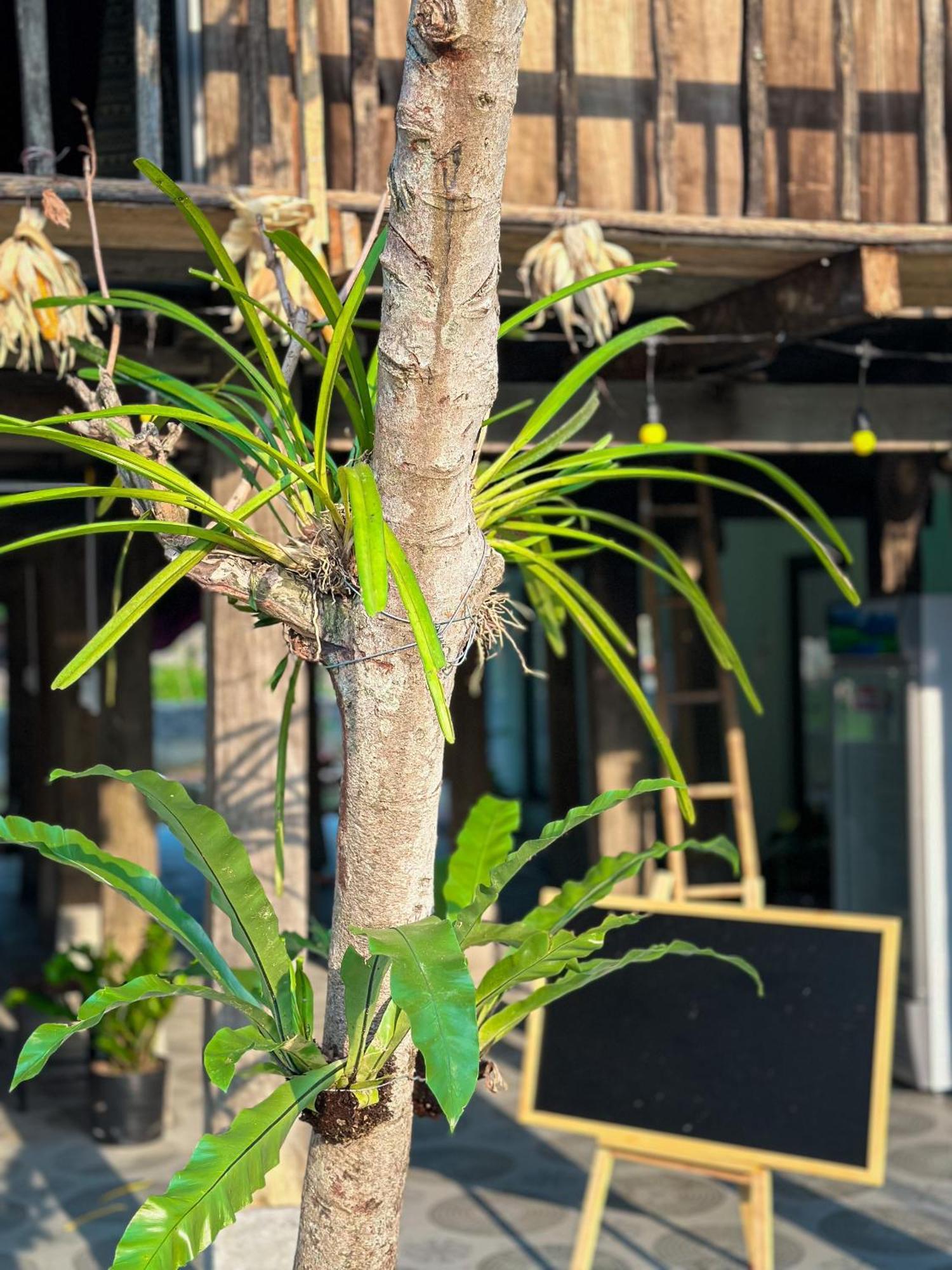 Du Gia Thu'S Homestay Làng Cac Buitenkant foto